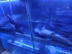 -彼酷哩活鱼现烤(中原万达店)