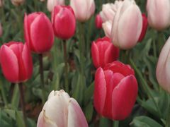 -廊坊文化艺术中心