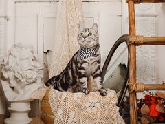 -超宠爱宠物摄影-Super pet