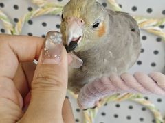 -吉丁鸟咖·异宠·寄养