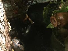 -爪哇空气酒吧