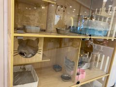 -共舞时光猫咖·狗咖(新街口店)