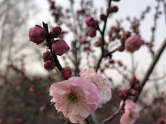 -上海植物园-4号门售票处