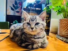 -Rabbit Cafe私房西餐甜点咖啡(栖霞路店)