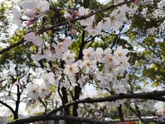 -高东镇樱花园