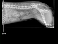 -欧奕国际动物医院