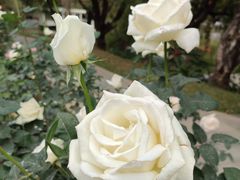 -人民公园(罗湖区)