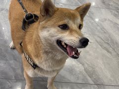 -美联众合动物医院(唯恩分院)