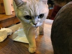 -李小姐の猫咖啡馆(五角场店)