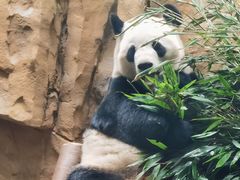 -成都动物园