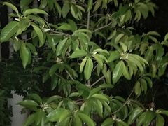 -胡老三家土菜馆·老店地方特色菜·招牌茅山地锅老鹅