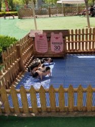 -萌宠亲子动物乐园(槐房万达店)