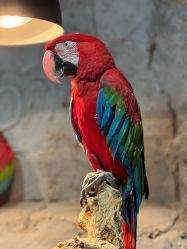 -Zoolung Zoolung动物主题公园(海信广场店)