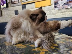-平行世界·猫咖(首经贸店)