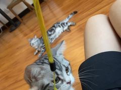 -猫爪屋猫咖(乐汇城店)