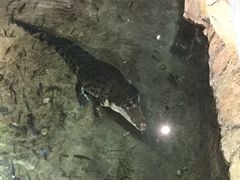 -迪拜水族馆及水下动物园