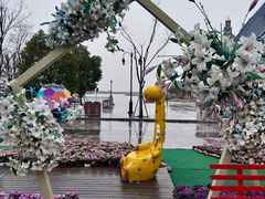 -荷兰花海