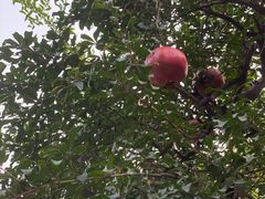 -西安化觉巷清真大寺