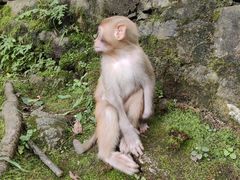 -黔灵山公园