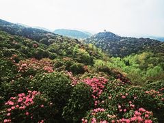 -贵州百里杜鹃风景名胜区