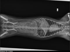 -瑞鹏宠物医院·爱宠堂·骨外专科(西荷分院)