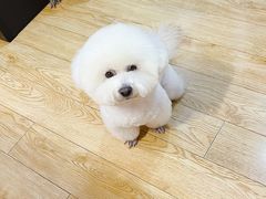 -爱宠屋pet shop·宠物洗澡·宠物美容