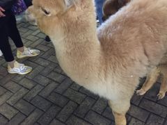-赵崽儿川式面品(金桥国际店)