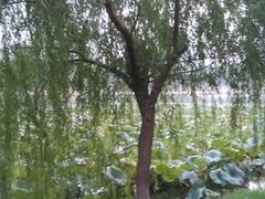 -后襄河公园
