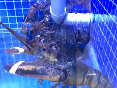 龙虾-鑫鸿达·海鲜闽菜热炒小馆(中山路店)
