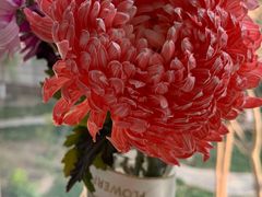 -BEAST野兽派(上海浦东嘉里城店)