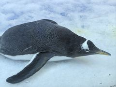 -芜湖新华联大白鲸海洋公园