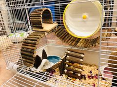-钓仓鼠(洋桥北里小区店)