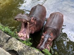 -海南热带野生动植物园