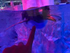 -芜湖新华联大白鲸海洋公园