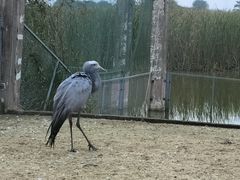 -盐城丹顶鹤湿地生态旅游区
