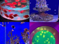 -海合安武汉极地海洋公园