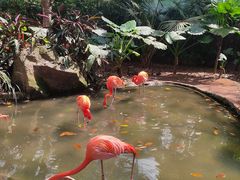 -海南热带野生动植物园