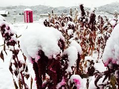 景点-薰衣草NE庄园