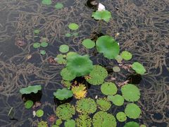 -桂溪生态公园
