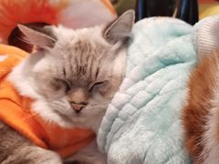 -绒爪撸猫下午茶·猫咖