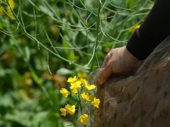 -桑洲油菜花景区