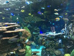 -瑞普利水族馆