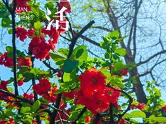 -成都市文殊院