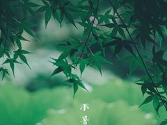 -陈家山荷花公园