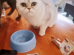 -猫小院猫主题餐厅(三里屯店)