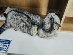 -艾贝尔宠物医院·24H转诊中心·肿瘤猫专科(江宁双龙店)