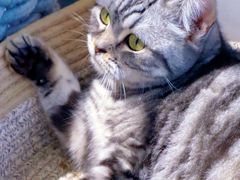 -怪兽屋·羊驼·猫咖·狗咖(俊华广场店)