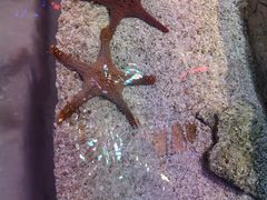 -三亚海棠湾喜来登度假酒店