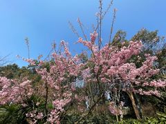 -南山植物园