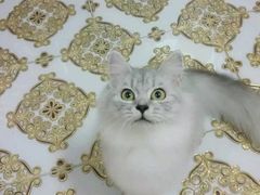 -宠福鑫康馨动物医院·骨科·眼科
